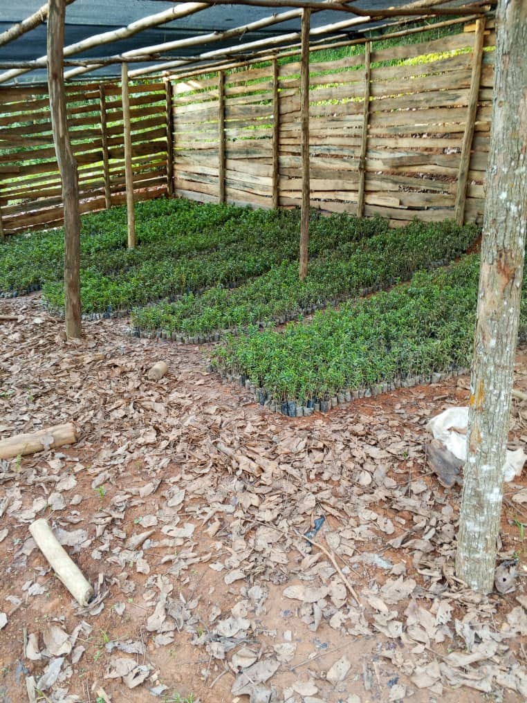WCEAD community field activities in Uganda